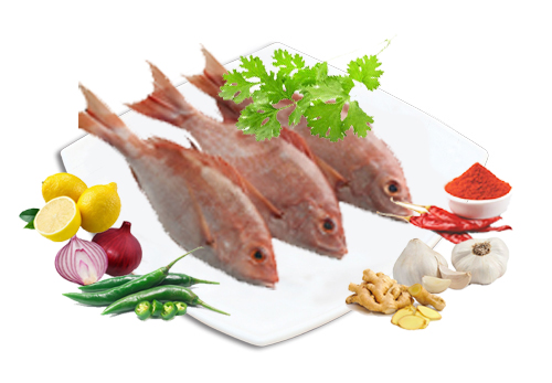 NVL-RedSnapper-500x300