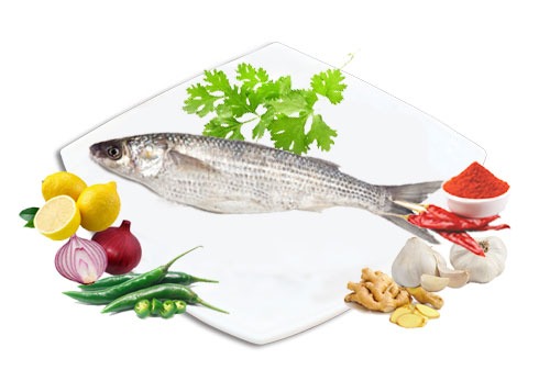 NVL-GreyMullet-500x300