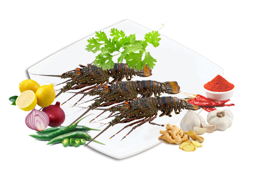 NVL-Lobstor-500x300
