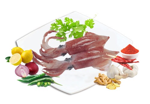 NVL-SquidFish-500x300